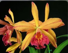Rby Copper Queen Orange Yellow Red Spotty Bloom Size Orchid Hybrid 4” Pot