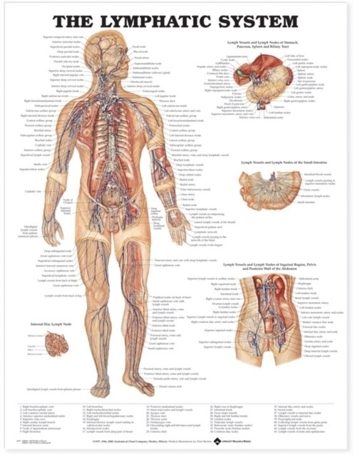 Lymphatic System - Image 4