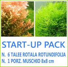 pianta piante vive vere per acquario dolce 8 Rotala Rotundifolia e Muschio 8x8cm