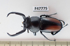 F47775. Unmounted insect: Rhaetulus crenatus tsutsui. Central Vietnam.