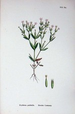 Old Antique Print Botany Plants C1902 Slender Centaury Erythraea Flower