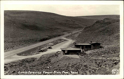 Forest State Park Washington America vintage postcard ~1920/39 Ginkgo Petrified