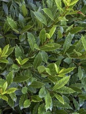 5 boutures BIO de laurier sauce, Laurus nobilis, noble ou laurier d’Apoll