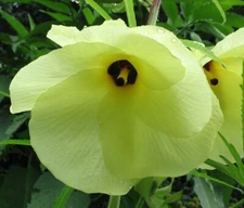 Abelmoschus manihot | Aibika | Sunset Muskmallow Hibiscus | 10_Seeds
