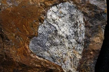 Fabulous Wind-Blown Ginkgo adiantoides, Morton County, North Dakota