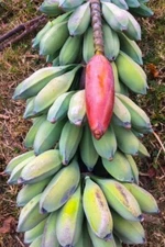 Musa nagensium hongii | 5_Seeds