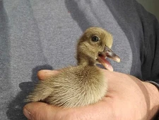 6 Khaki Campbell Duck Hatching Eggs