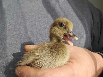 18  Khaki Campbell Duck Hatching Eggs