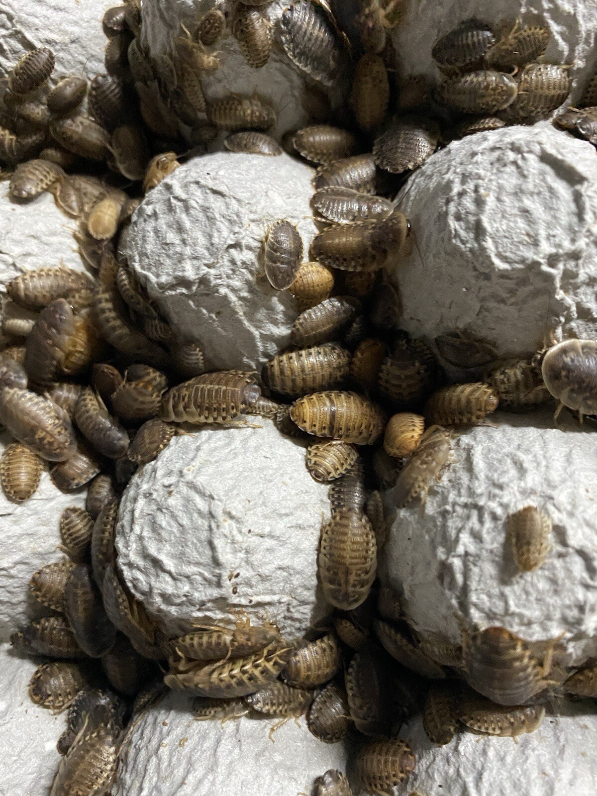 1000 Small Dubia Roaches Live Feeders + 15 Overcount + Free Shipping