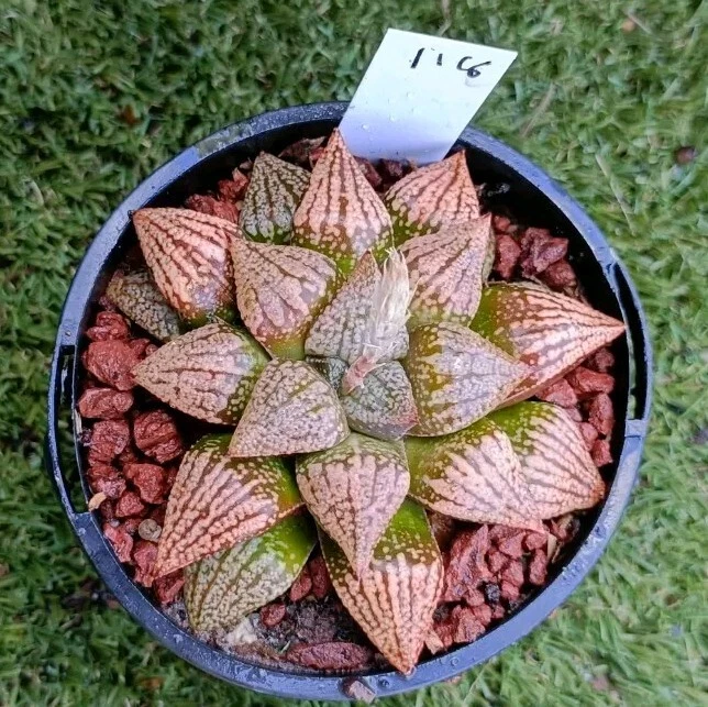haworthia mature Large plant 10cm diameter
Opens in a new window or tab