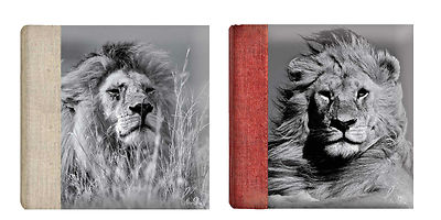 Faune Selvatica Photos | Télécharger Des Images Gratuites Sur - Foto 5