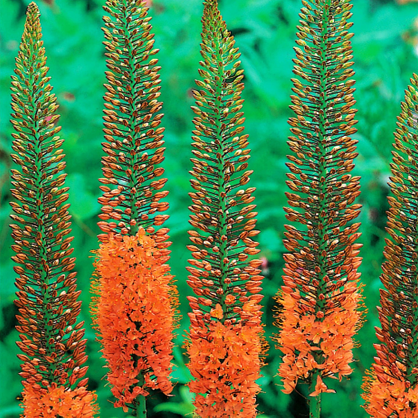 Staude Rhizom Eremurus Steppenkerze Wüstenschweif Kleopatranadel ...