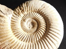 Big! 111 Million Year Old! Polished White Ribbed AMMONITE Fossil w Stand 295gr