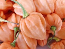 7 Pot Pink Pepper Seeds. Blistering Hot   10 Seeds, Free Shipping 