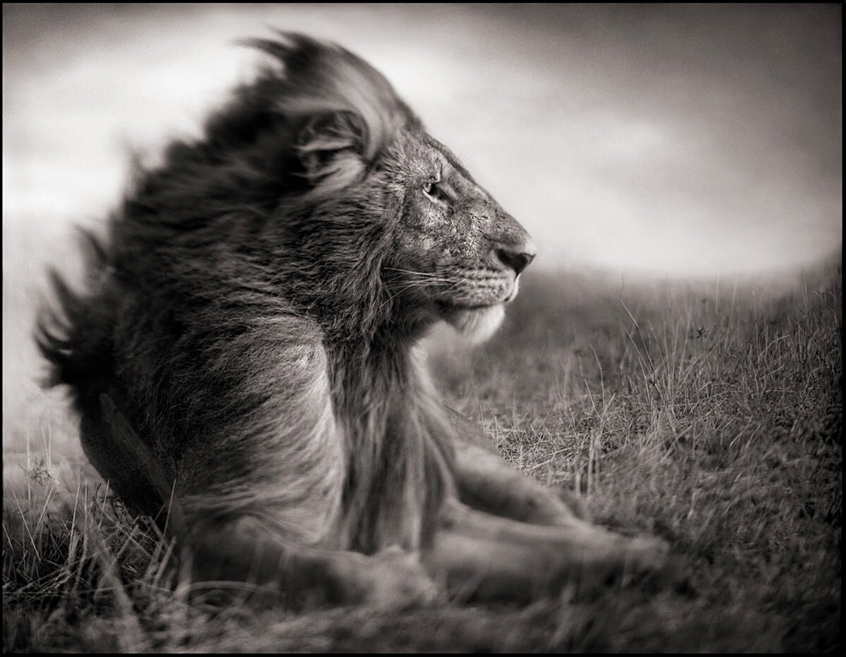 SIGNED Nick Brandt On This Earth A Shadow Falls Big Life True 1st
