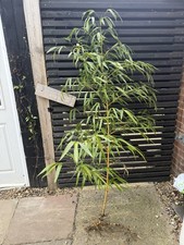 Phyllostachys VIVAX Chinese giant Timber Bamboo golden - UN POTTED ROOT CLUMP