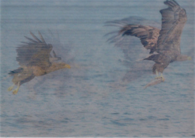 Lentikular - Wackelkarte: Fischender Seeadler - Fishing Sea Eagle