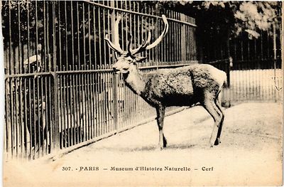 CPA Paris 5e-Museum d'Histoire Naturelle-Cerf (324487)