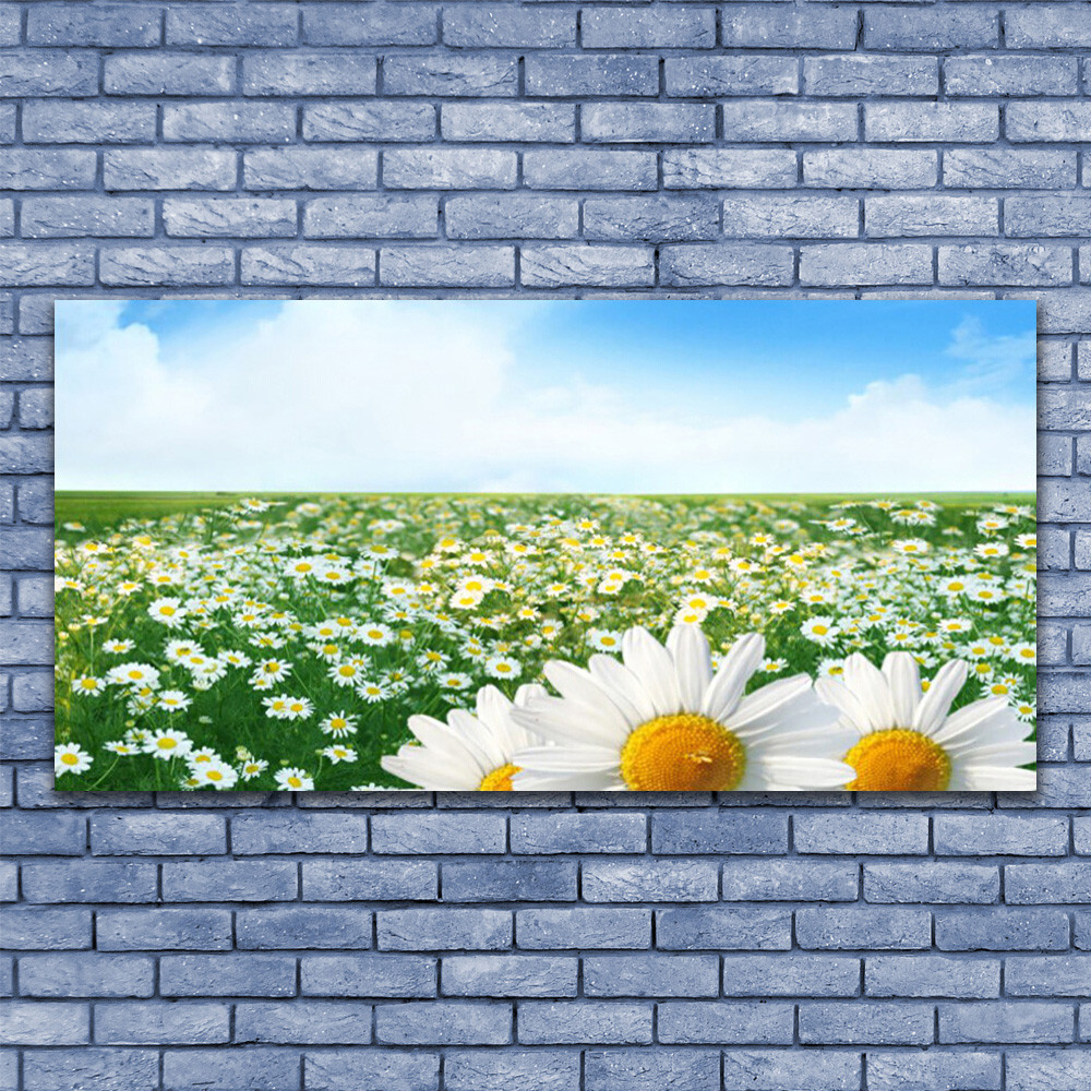 Tableau decoratif Marguerite Prairie 140x70 impression sur verre acrylique floral