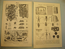 Bienenzucht,Imker,Bienen,Ger&auml;tschaften 4 Tafeln 1896 Antike Lithographien