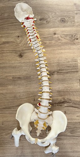 Vintage Antique Medical Model Spine Skeleton Human Pelvis Vertebrae Bone Display