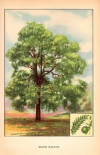 1926 Vintage TREES "BLACK WALNUT" GORGEOUS COLOR Art Print Lithograph