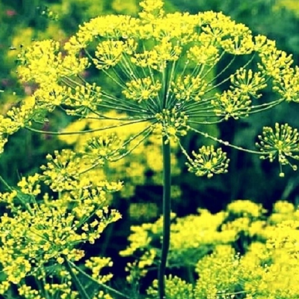 Bouquet Dill Seeds | NON-GMO Dill Seeds | Fresh Heirloom Garden Seeds
