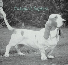 The Changing Basset Hound Grims Walhampton 1959 Photo Article F638
