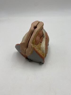 3B Scientific Anatomical - B50 Spare Part Female Genital Organs