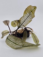 Madagascar Lace Plant