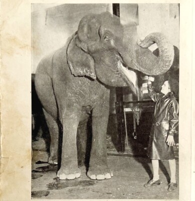 1930 Betty Bell Circus Print Elephant Babe Antique Carnival Ephemera 8 x 5