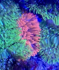 Rose Bubble Tip Sea Anemone: Medium Size RBTA 2-4"