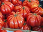 Seeds Tomato Ribbed Pot-bellied Exotic Early Rare Vegatable Organic Heirloom
