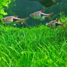 500Pcs Big Cow Hair Grass Seeds Aquarium Aquatic Plant for Tank USA Seller
