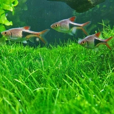 500Pcs Big Cow Hair Grass Seeds Aquarium Aquatic Plant for Tank USA Seller