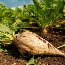 Sugar Beet Seeds - For 2025 Planting White Albino Mangel Turnip Garden Beetroot