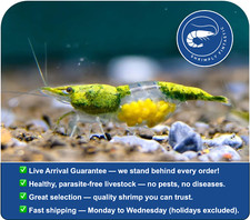 10 Green Rili Neocaridina Shrimp  FREE SHIPPING  Live Guarantee  USA Bred