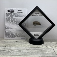 Giant Tortoise Prehistoric Spur Fossil in Display Case