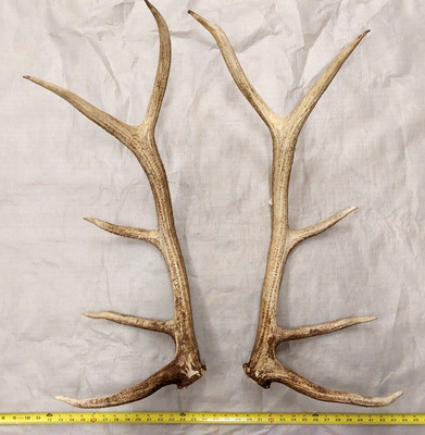 set of real elk antlers crafts antler carving crafting handles pet USA taxidermy