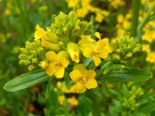 Cress Green & Cream Winter To Grow & Make An Attractive Garden Addition 15 Seeds