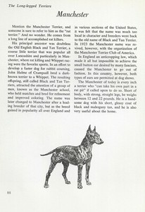 The Manchester Terrier - CUSTOM MATTED - Vintage Dog Art Print - "G"