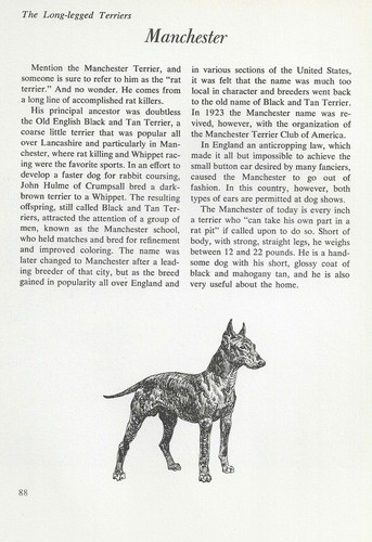 The Manchester Terrier - CUSTOM MATTED - Vintage Dog Art Print - "G"