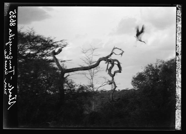 En Route to Longido,Tanganyika,Tanzania,Africa,Matson Photo,1936,Storks,1