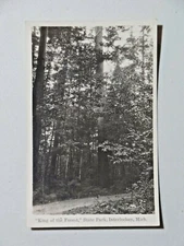 King of the Forest State Park Interlochen Michigan RPPC Postcard 4267