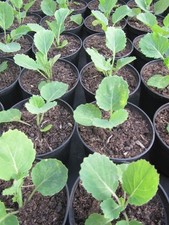 Ewiger Kohl 'Daubenton's Green' - Brassica - Pflanze 10-20cm - 10 Jahre Ernte
