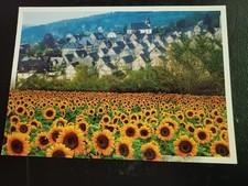 AK Sonnenblumen Fachwerkhäuser Nordrhein-Wes...