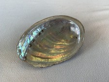 LARGE NATURAL PAUA SHELL ~ RAINBOW ABALONE ~ HALIOTIS IRIS ~ ORMER ~ NEW ZEALAND