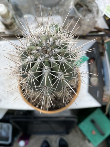 Pachycereus Pringlei Cardon Cactus - Picture 2 of 2