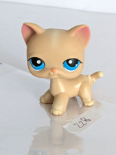 Petshop chat Européen 228