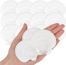 25PCS Sea Shells for Crafts Decoration Crafting 2'' 3'' White Scallop Shells